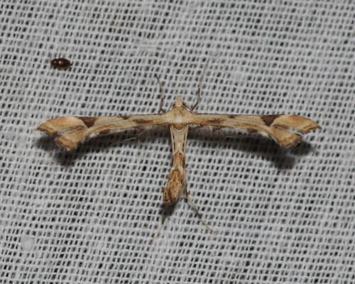 Artichoke Plume Moth