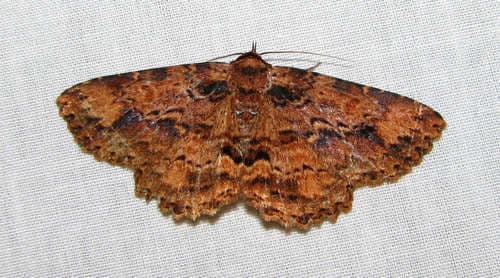 Artigisa melanephele