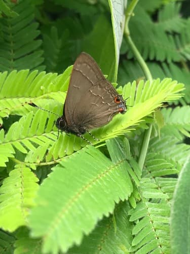 Cloudy Hairstreak