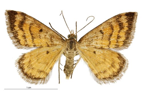 Asaphodes abrogata