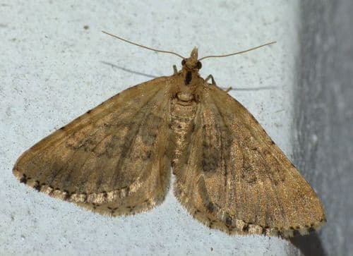 Common Forest Looper