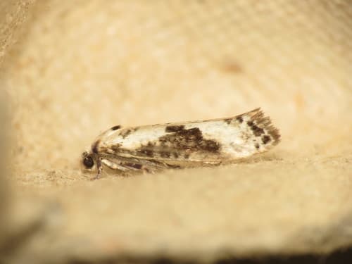 Ash Bud Moth