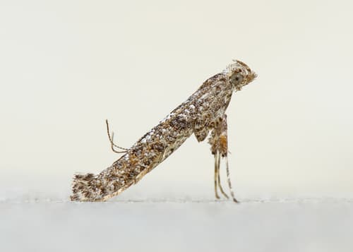 Ash Leaf Cone Roller