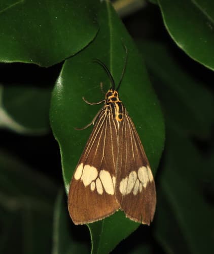Asian Magpie Moth