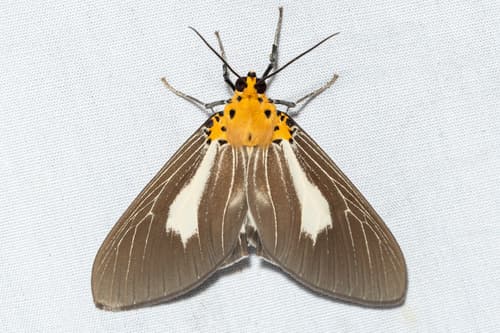 Heliconia Moth