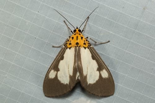 Red-spotted Plana Moth