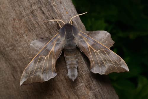 Aspen Hawkmoth