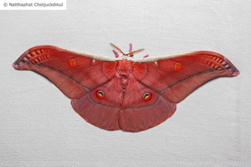 Assam silkmoth