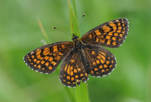 Assmann's Fritillary