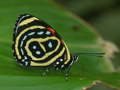 Astarte eighty-eight