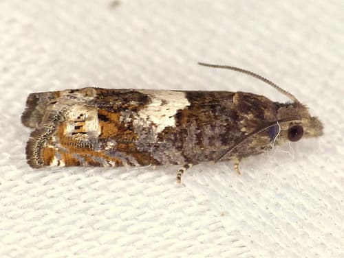 Aster Eucosma Moth