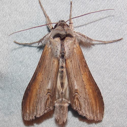 Asteroid Moth