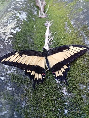 Astyalus Swallowtail