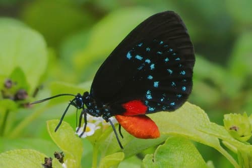 Atala