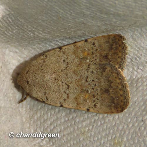 No widely recognized common name