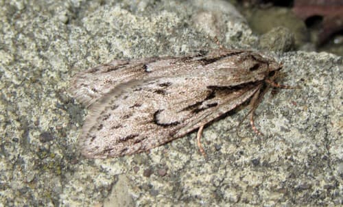 Aurora Flatbody Moth