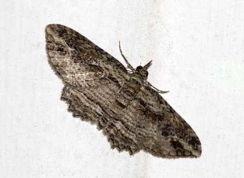 Australian Pug Moth