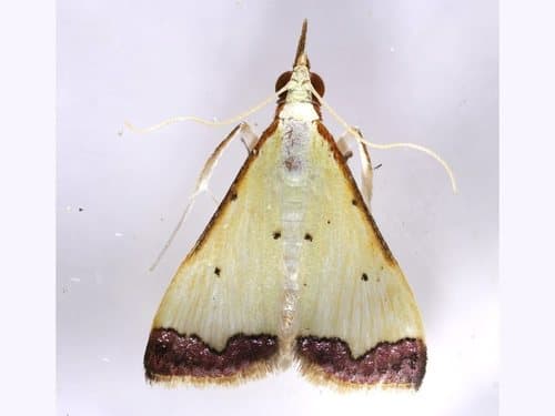 Autocharis hedyphaes