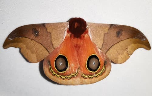 Hamata Eyed Silkmoth