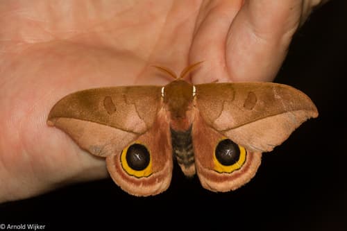 Melanops Eyed Silkmoth