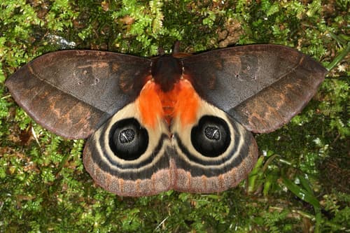 No widely accepted common name