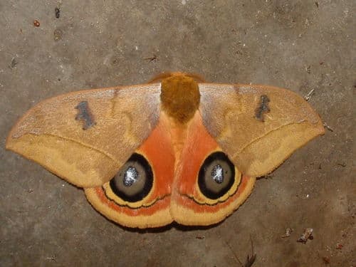 Trident Automeris Moth