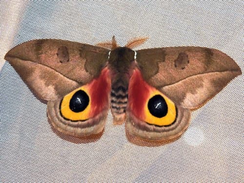 Zugana Moth