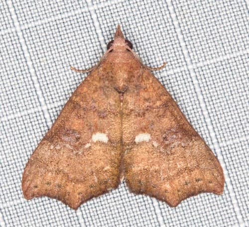 Axiocteta oenoplex