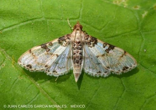 Rufidiscalis Azochis Moth