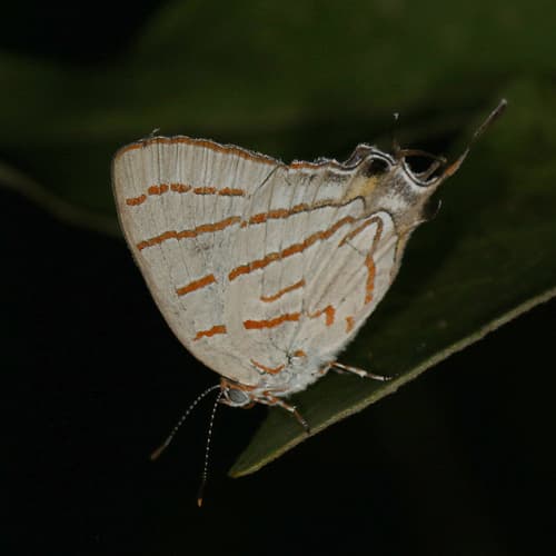 Azure Hairstreak