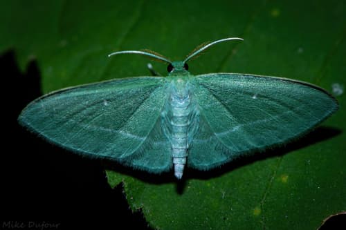 Bad-wing Moth