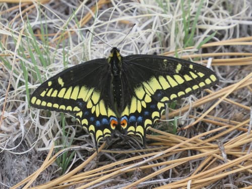 Baird's Swallowtail