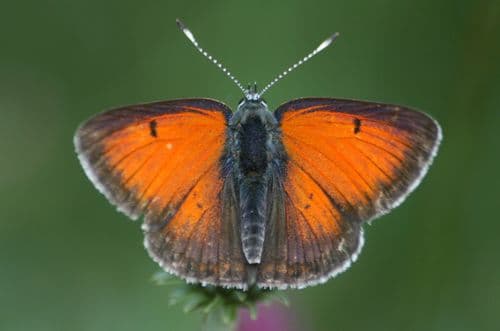 Balkan Copper