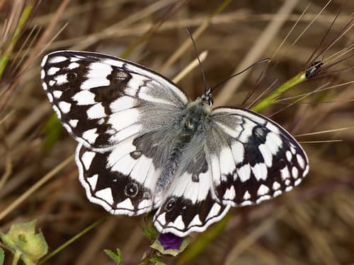 Balkan Marbled White