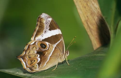 Bamboo Treebrown