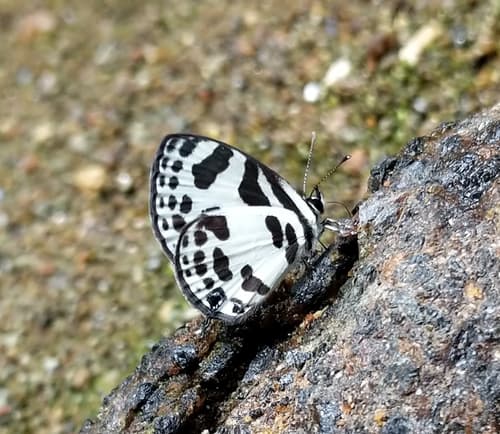 Banded Blue Pierrot