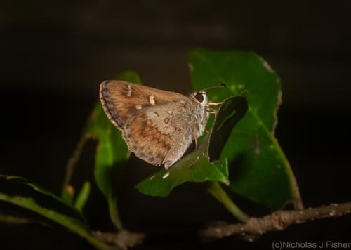 Banded Grass-skipper