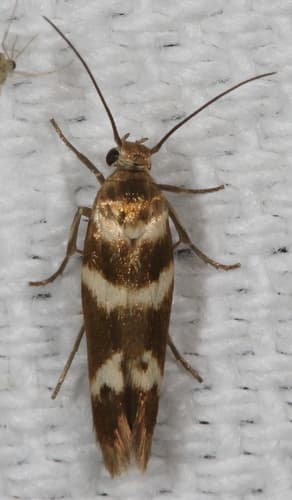 Banded Scythris Moth