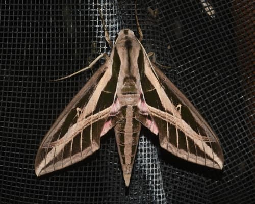 Banded Sphinx