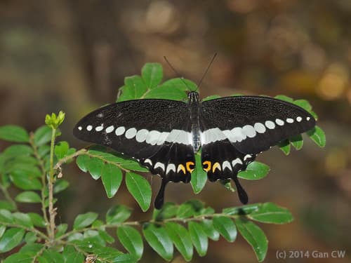 Banded Swallowtail