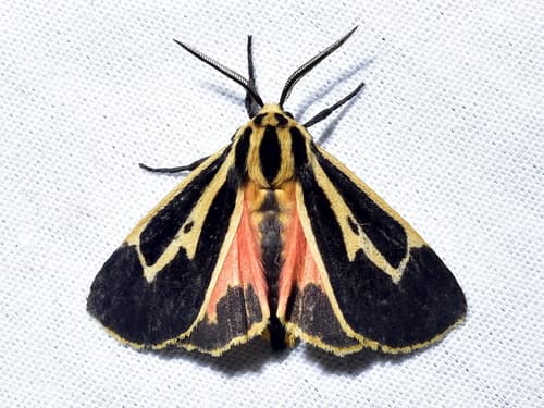 Banded Tiger Moth