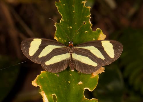 Banded Tigerwing
