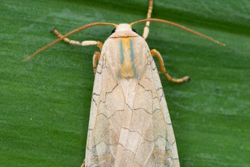 Banded Tussock Moth