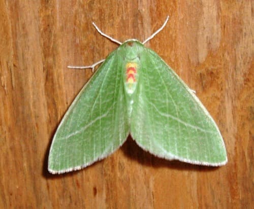 Bank's Emerald Moth