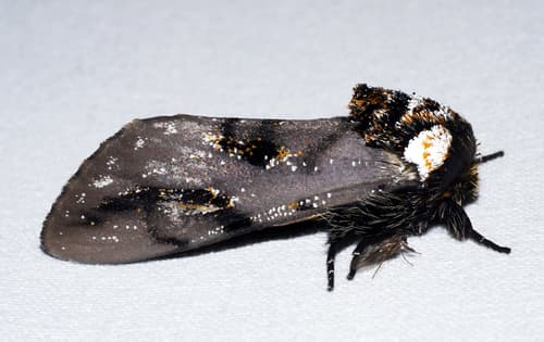 Banksia Moth