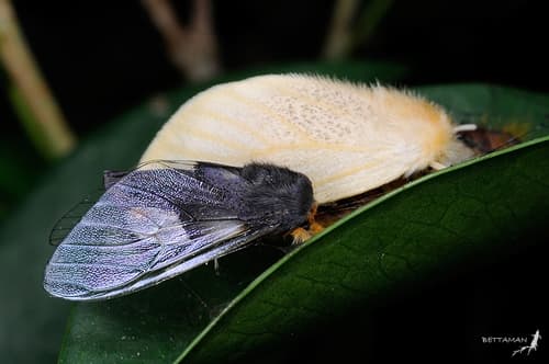 Banyan tussock moth