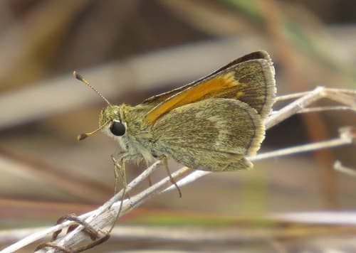 Baracoa Skipper