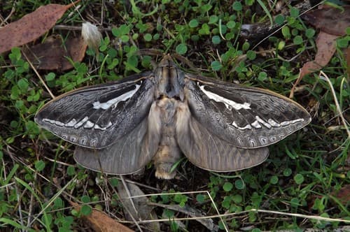 Bardi Moth