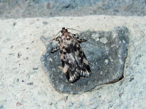 Lichen Moth