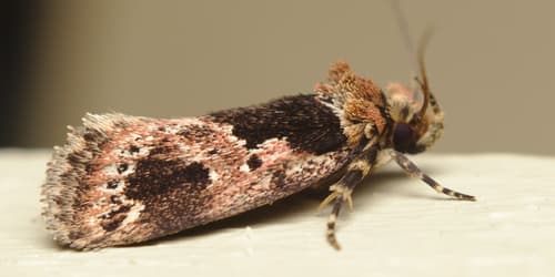 Concealer Moth